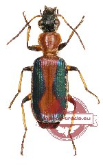 Lebiinae sp. 5