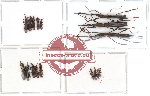 Scientific lot no. 17 Brenthidae (16 pcs)