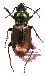 Carabidae sp. 23