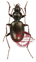 Carabidae sp. 24 (A2)