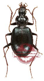 Carabidae sp. 25