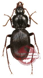 Carabidae sp. 26