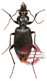 Carabidae sp. 27