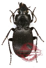 Carabidae sp. 28