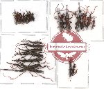 Scientific lot no. 18 Brenthidae (24 pcs)