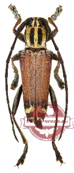 Glenea grossepunctata ssp. soembanensis Breuning, 1958 (A-)