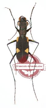 Calochroa assamensis (A2)
