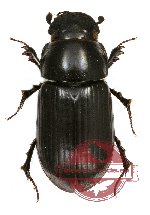 Acrossus sp. 1