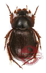 Hybosorinae sp. 8