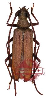 Nepiodes cinnamoneum ritsemai