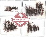 Scientific lot no. 21 Brenthidae (28 pcs)