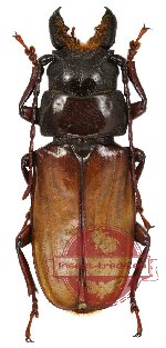 Archetypus fulvipennis