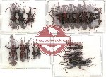 Scientific lot no. 22 Brenthidae (22 pcs)