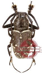 Choeromorpha polyspila (A2)