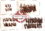 Scientific lot no. 25 Brenthidae (57 pcs)