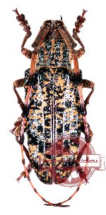Pharsalia antennata
