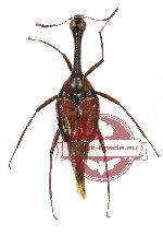 Scaphidiidae sp. 2