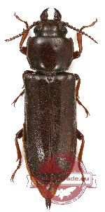 Komiyandra mehli Silva et al., 2010