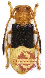 Bacchisa medioviolacea (2 pcs) (A-)