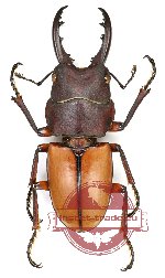 Prosopocoilus bruijni pelengensis