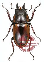 Prosopocoilus fabricei fabricei