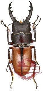 Prosopocoilus bruijni rufulus