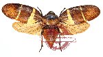 Cercopidae sp. 2 (SPREAD)