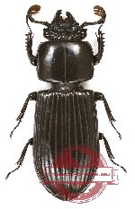 Passalidae sp. 18A (10 pcs)