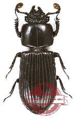 Passalidae sp. 18A