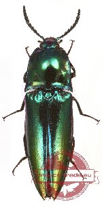 Campsosternus sp. 10