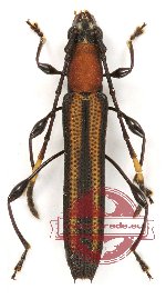 Cleomenes dihammaphoroides Thomson, 1864