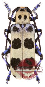 Calundine lacordairei