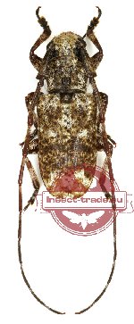 Mutatocoptops anancyloides (A2)