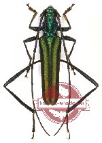 Chloridolum scytalicum