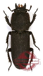 Cardanus sp. 2 (A2)