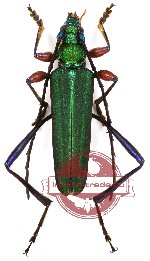 Chelidonium rubrofemoralis