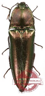 Campsosternus sp. 7