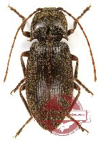 Elateridae sp. 26