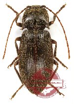 Elateridae sp. 26