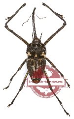 Curculionidae sp. 6