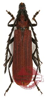 Erythrus championi (3 pcs)