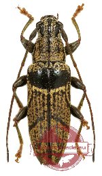 Tmesisternus transversus Pascoe (A2)