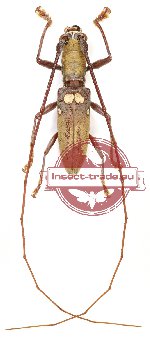 Olenecamptus bilobus ssp.