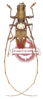 Olenecamptus bilobus ssp.