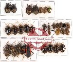 Scientific lot no. 128 Heteroptera (31 pcs - 15 pcs A2)