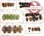 Scientific lot no. 130 Heteroptera (43 pcs - 9 pcs A2)
