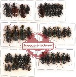 Scientific lot no. 119 Carabidae (47 pcs A-, A2)