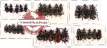 Scientific lot no. 116 Carabidae (28 pcs)