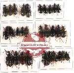 Scientific lot no. 115 Carabidae (30 pcs)