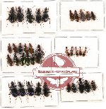Scientific lot no. 117 Carabidae (36 pcs)